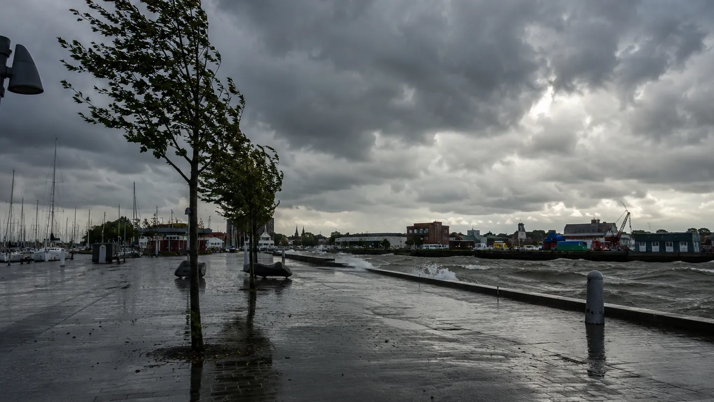 Windgebeugte Bäume an einer nassen Hafenpromenade unter dunklen Wolken