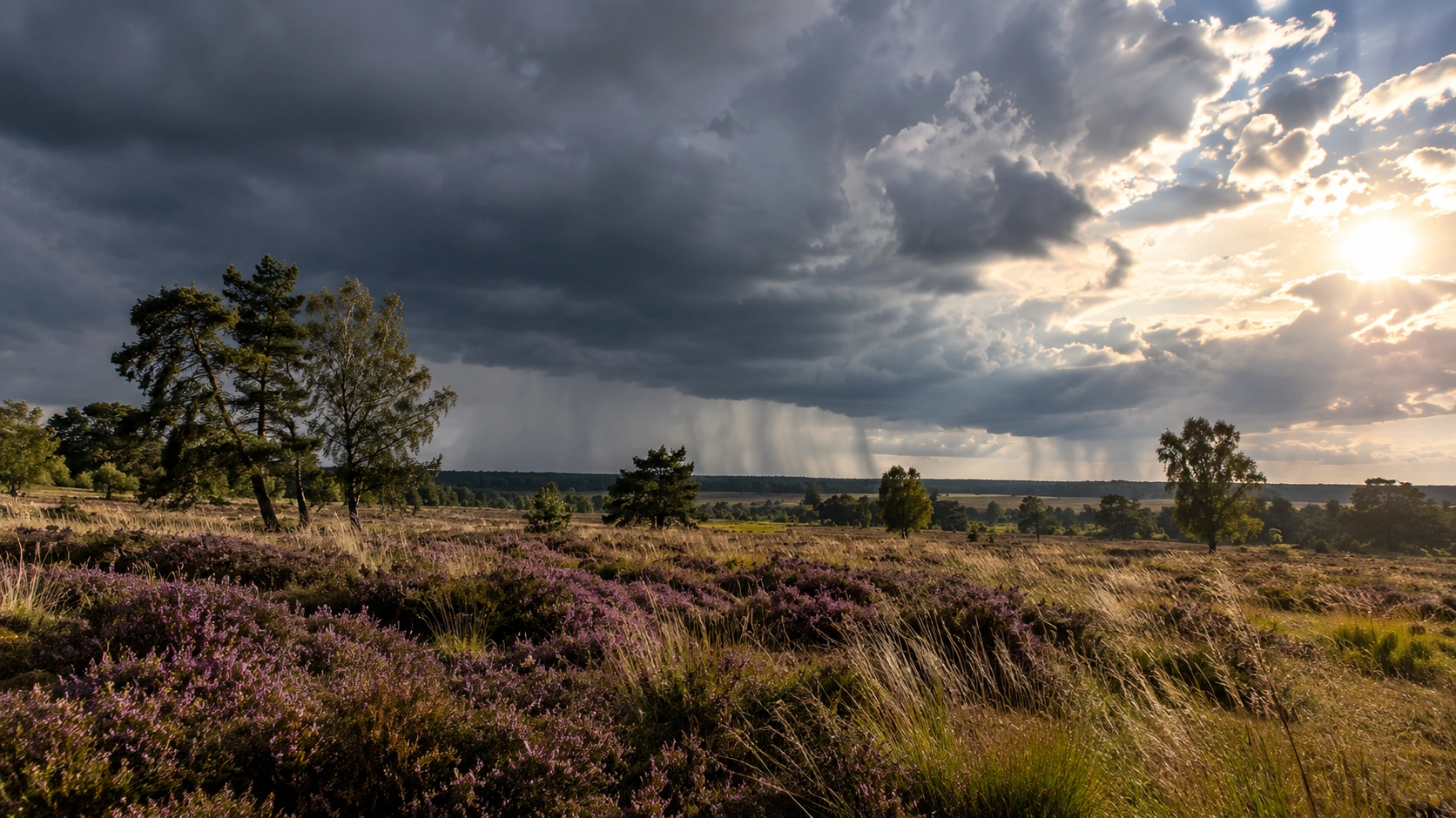 Offene Heidelandschaft mit Gräsern, Wolkenlücken und einem entfernten Regenschauer.